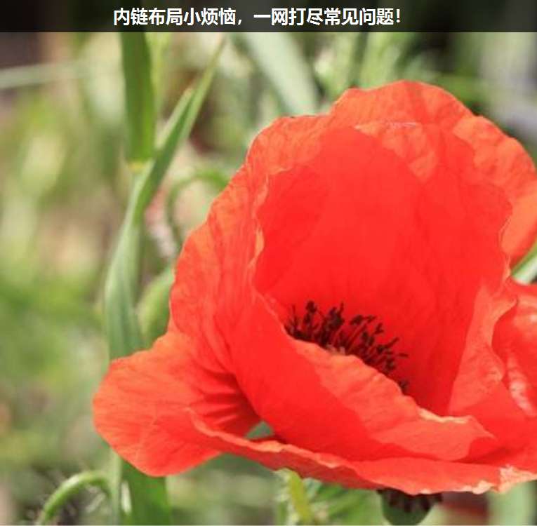 內鏈布局小煩惱,一網打盡常見問題!